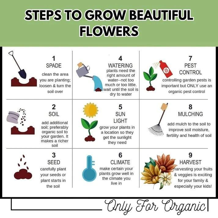 50 type of flower seeds combo  Today offer  only