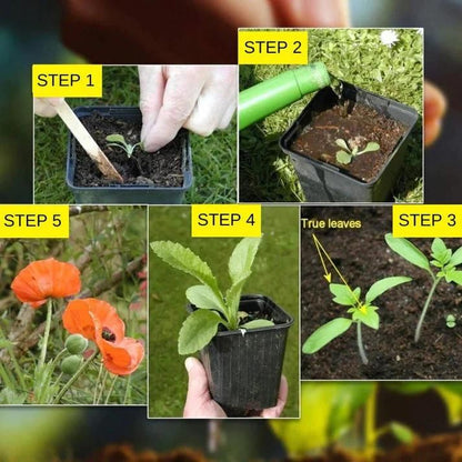 50 type of flower seeds combo  Today offer  only