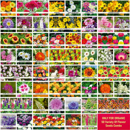 50 type of flower seeds combo  Today offer  only