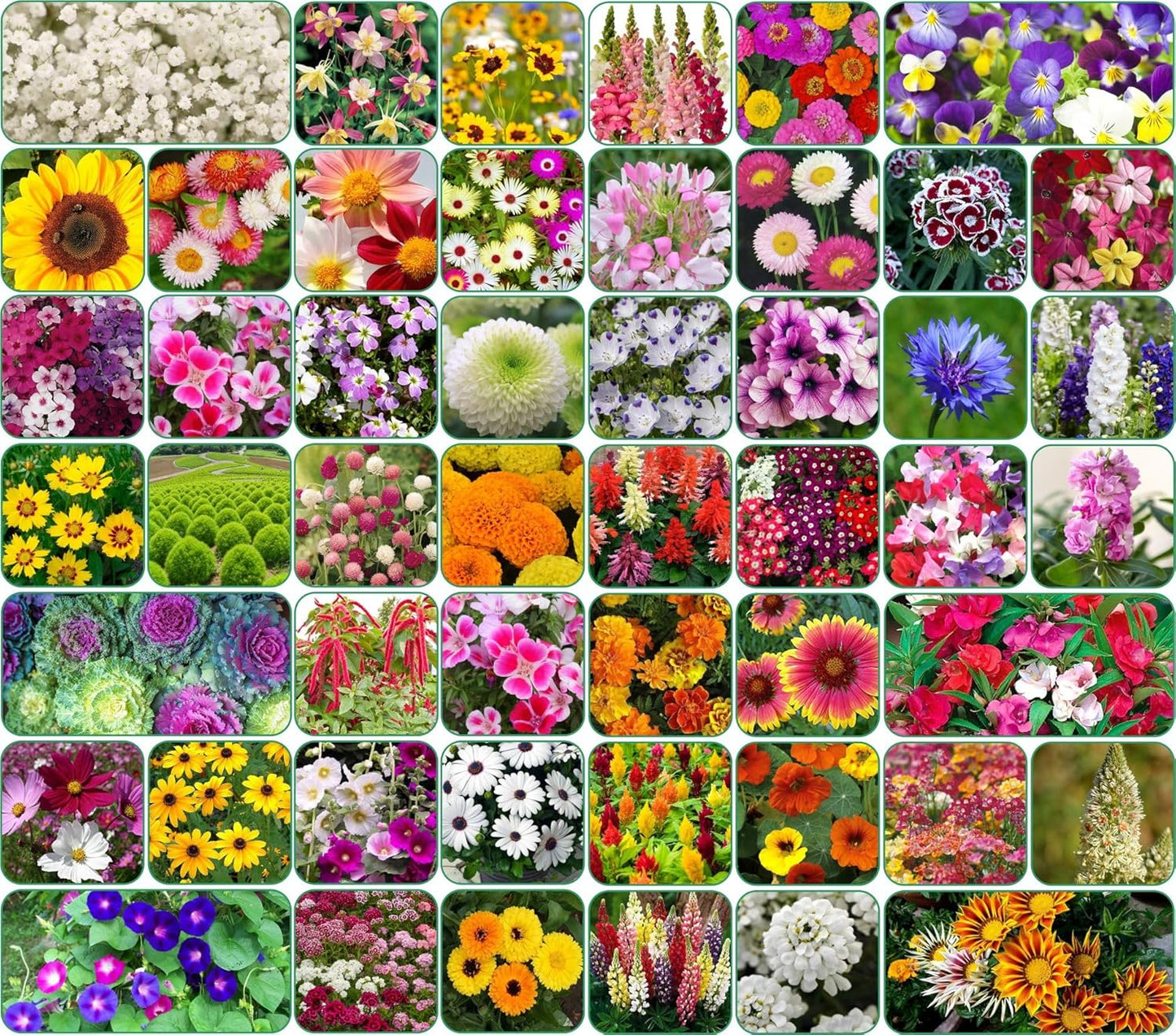 50 type of flower seeds combo  Today offer  only